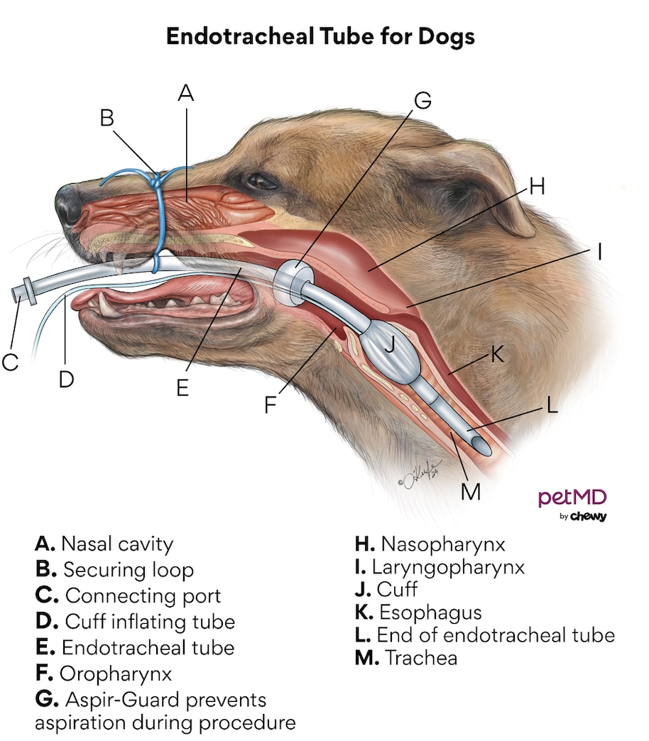 endotracheal tube for dogs; a diagram of a breathing tube for dogs.